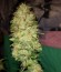 Critical Impact fem (Vision Seeds) семена конопли