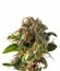 Fresh Candy fem (Pyramid Seeds) семена конопли
