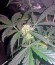 Lemon OG Haze Automatic fem (Nirvana Seeds) семена конопли