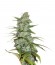 Master Kush fem (Nirvana Seeds) семена конопли