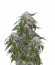 Medical VIP fem (VIP seeds) семена конопли