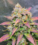 Sweet Zenzation XL Auto fem (Sweet Seeds) семена конопли
