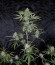White Cheese Auto fem (Sumo Seeds) семена конопли