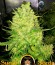 White Widow Original fem (Sumo Seeds) семена конопли