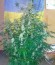Zombie Haze Auto fem (Sumo Seeds) семена конопли