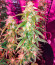 Quarter Pounder Autoflower fem (Easy Grow Seeds) семена конопли
