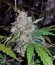 Auto White Widow fem (Pyramid Seeds) семена конопли