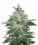 Afghan Kush fem (World of Seeds) семена конопли
