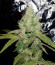 Cookies USA fem (Pyramid Seeds) семена конопли