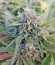 Master Kush fem (Humboldt Seeds) семена конопли