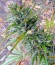 Medusa fem (Nirvana Seeds) семена конопли