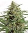 Moby Dick XXL Autoflowering fem семена конопли