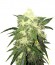 OG Kush Automatic fem (Nirvana Seeds) семена конопли