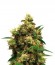 Painkiller XL fem (Royal Queen Seeds) семена конопли