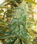 Satori x Mountain Gold regular (Mandala Seeds) семена конопли