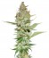 Wonder Woman reg (Nirvana Seeds) семена конопли