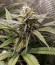 Gorilla Cookies FF fem (FastBuds) семена конопли