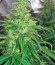 00 Kush fem (00 Seeds) семена конопли