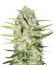 Auto Parmesan fem (Victory Seeds) семена конопли
