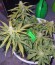Automaria II fem (Paradise Seeds) семена конопли