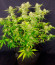 Black Orchid fem (Original Sensible Seeds) семена конопли