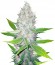 Blackberry fem (Nirvana Seeds) семена конопли