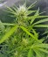 Blue Cheese Autoflowering fem (Dinafem Seeds) семена конопли