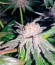 Bubba’s Gift fem (Humboldt Seeds) семена конопли