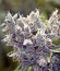 BubbleGummer fem (Female Seeds) семена конопли