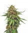 Critical fem (Royal Queen Seeds) семена конопли