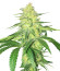 Микс Heavy Kickers Mix fem (Herbies Seeds) семян конопли