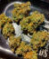 Jealousy Kush fem (Seedkeepers) семена конопли