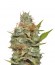 Kali Dog fem (Royal Queen Seeds) семена конопли