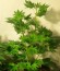 Thunderstruck fem (Sumo Seeds) семена конопли