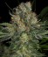 Serious Kush fem (Serious Seeds) семена конопли
