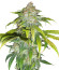 Blueberry Hill fem (Herbies Seeds) семена конопли