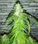 Flashberry reg (Mandala Seeds) семена конопли