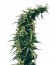 Hawaiian Snow fem (Green House Seeds) семена конопли