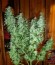 Royal Jack Automatic fem (Royal Queen Seeds) семена конопли