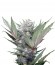 Sweet Skunk F1 Fast Version fem (Sweet Seeds) семена конопли