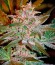 Pure Kush fem (Green House Seeds) семена конопли