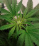 Holy Punch fem (Green House Seeds) семена конопли