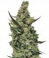 CBD Auto 1:1 auto fem (FastBuds Seeds) семена конопли