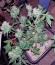 Diesel Automatic fem (Royal Queen Seeds) семена конопли