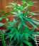 SexBud fem (Female Seeds) семена конопли
