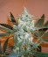 Super Lemon Haze fem (Green House Seeds) семена конопли