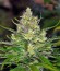 Jack 47 F1 Fast Version fem (Sweet Seeds) семена конопли