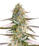 Runtz Fast Flowering fem (Humboldt Seed Organization) семена конопли