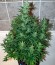 Auto Galaxy fem (Pyramid Seeds) семена конопли