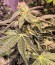 Bubble Gum fem (Serious Seeds) семена конопли